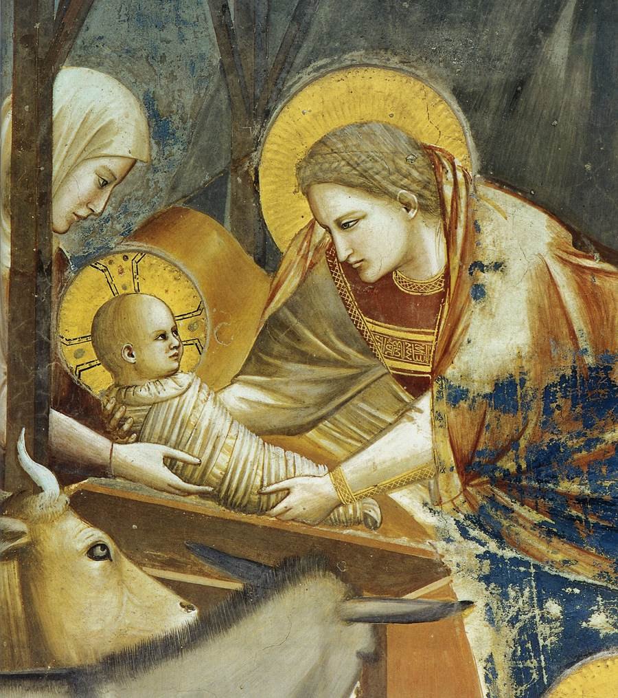 Detail of Giotto&rsquo;s Nativity fresco showing the Virgin Mary in deep blue and ochre robes leaning forward to receive the swaddled Christ child from the haloed midwife Salome at left, who wears a pale grey-cream veil; an ox with curving white horns rests in the foreground beside the wooden manger, against a darkened blue ground.